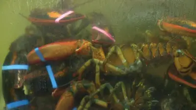 PETA lawsuit takes aim at Maine Lobster Festival, says boiling lobsters is unlawful and cruel