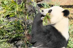 Miles acuden a un zoo de Tokio para ver a los últimos dos pandas en Japón antes de su vuelta a China