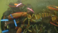 PETA lawsuit takes aim at Maine Lobster Festival, says boiling lobsters is unlawful and cruel