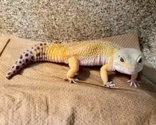 Why reptiles, amphibians make great pets